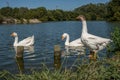 Chinese geese on a pond in summer Royalty Free Stock Photo