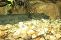 Chinese giant salamander Royalty Free Stock Photo