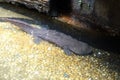 Chinese giant salamander with rocks in pond Royalty Free Stock Photo