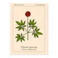 Chinese ginseng Panax notoginseng , or three-seven root, medicinal plant