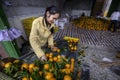 Chinese Girl sorting and handling an of new harvest oranges.