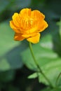 Chinese Globeflower Flower Royalty Free Stock Photo