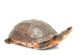 Chinese Golden Coin Box Turtle Royalty Free Stock Photo
