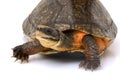 Chinese Golden Coin Box Turtle Royalty Free Stock Photo