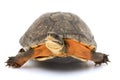 Chinese Golden Coin Box Turtle Royalty Free Stock Photo