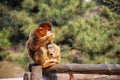 Chinese Golden monkey Royalty Free Stock Photo