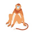 Chinese golden monkey with blue face and snub nose. Hand-drawn exotic Asian animal with long tail and limbs. Colorful