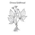 Chinese goldthread Coptis chinensis , medicinal plant Royalty Free Stock Photo