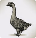 Chinese goose bird, hand-drawing. Vector illustrat Royalty Free Stock Photo