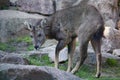 Chinese goral (Nemorhaedus griseus). Royalty Free Stock Photo