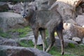 Chinese goral (Nemorhaedus griseus). Royalty Free Stock Photo