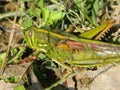 Chinese grasshopper