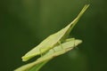 THE OBLIQUE ANGLE OF THE CHINESE GRASSHOPPER PERCHED ON THE LEAF