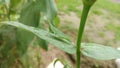 This Chinese grasshopper is very good at camouflage