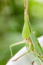 Chinese grasshopper