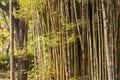 Chinese green bamboo grove growth in ornamental garden with natural green background