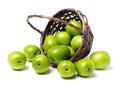 Chinese green jujube Royalty Free Stock Photo