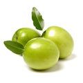 Chinese green jujube. Clear, agricuture.