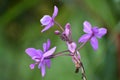 Chinese ground orchid Royalty Free Stock Photo