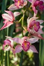 Chinese ground orchid blooming and leaf. Royalty Free Stock Photo