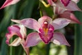 Chinese ground orchid blooming and leaf. Royalty Free Stock Photo