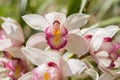 Chinese ground orchid blooming and leaf. Royalty Free Stock Photo