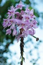 Chinese ground orchid blooming Royalty Free Stock Photo
