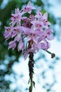 Chinese ground orchid blooming