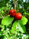 Chinese Guavas, Mauritius