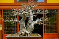 Chinese hackberry bonsai plant Royalty Free Stock Photo