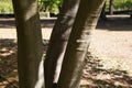 Chinese hackberry Celtis sinensis trunk and leavea