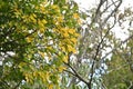 Chinese hackberry ( Celtis sinensis ) yellow leaves. Cannabaceae deciduous tree.