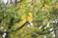 Chinese hackberry ( Celtis sinensis ) yellow leaves. Cannabaceae deciduous tree. Royalty Free Stock Photo
