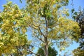 Chinese hackberry ( Celtis sinensis ) yellow leaves. Cannabaceae deciduous tree.