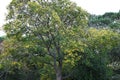 Chinese hackberry ( Celtis sinensis ) yellow leaves. Cannabaceae deciduous tree.