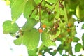 Chinese hackberry tree and fruits. Royalty Free Stock Photo