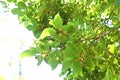 Chinese hackberry tree and fruits. Royalty Free Stock Photo