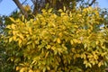 Chinese hackberry yellow leaves