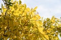 Chinese hackberry yellow leaves