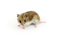 Chinese hamster Royalty Free Stock Photo