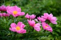 Chinese herbaceous peony Royalty Free Stock Photo