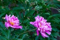 Chinese herbaceous peony