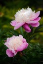 Chinese herbaceous peony Royalty Free Stock Photo