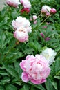 Chinese herbaceous Peony flower-Paeonia lactiflora Royalty Free Stock Photo