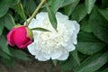 Chinese herbaceous Peony flower-Paeonia lactiflora Royalty Free Stock Photo