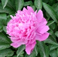 Chinese herbaceous Peony flower-Paeonia lactiflora Royalty Free Stock Photo