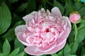 Chinese herbaceous Peony flower-Paeonia lactiflora Royalty Free Stock Photo