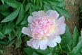 Chinese herbaceous Peony flower-Paeonia lactiflora Royalty Free Stock Photo