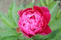 Chinese herbaceous Peony flower-Paeonia lactiflora Royalty Free Stock Photo