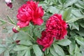 Chinese herbaceous Peony flower-Paeonia lactiflora Royalty Free Stock Photo